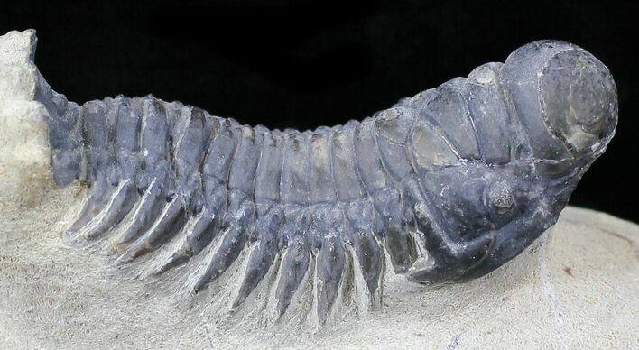 Crotalocephalina Trilobite - Foum Zguid, Morocco #25821